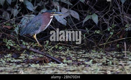 Green heron (Butorides virescens), Costa Rica Stock Photo