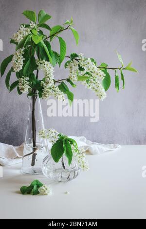 Blooming branches of bird cherry in glass vases on a grey background Stock Photo