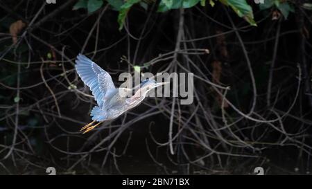 Green Heron Flying (Butorides virescens), Costa Rica Stock Photo