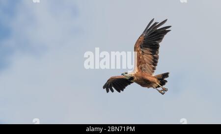 Black-collared Hawk (Busarellus nigricollis) flying, Costa Rica Stock Photo