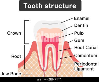 Tooth anatomy flat vector illustration Stock Vector