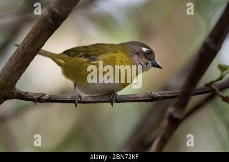 Common Bush-Tanager (Chlorospingus ophthalmicus) , Costa Rica Stock Photo