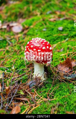 amanita muscaria - flyagaric mushroom Stock Photo