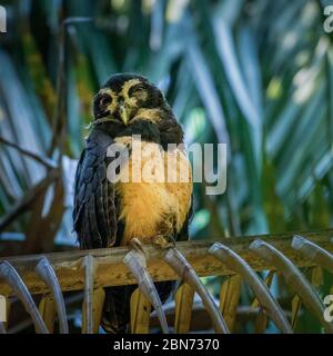 Spectacled Owl (Pulsatrix perspicillata), Costa Rica Stock Photo