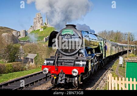 The Flying Scotsman running near Corfe Castle Stock Photo