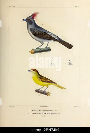 hand coloured sketch Top: red-crested cotinga (Ampelion rubrocristatus [Here as Ampelis rubro-cristata]) Bottom: black-capped becard (Pachyramphus marginatus [Here as Pachyrhynchus marginatus]) From the book 'Voyage dans l'Amérique Méridionale' [Journey to South America: (Brazil, the eastern republic of Uruguay, the Argentine Republic, Patagonia, the republic of Chile, the republic of Bolivia, the republic of Peru), executed during the years 1826 - 1833] 4th volume Part 3 By: Orbigny, Alcide Dessalines d', d'Orbigny, 1802-1857; Montagne, Jean François Camille, 1784-1866; Martius, Karl Friedri Stock Photo