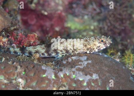 Slender Lizardfish, Saurida gracilis, on coral, Nudi Retreat dive site, Lembeh Straits, Sulawesi, Indonesia Stock Photo