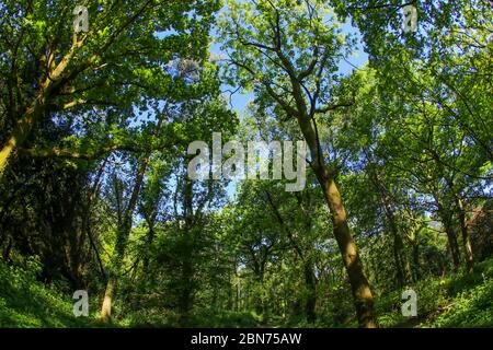 An ancient woodland in the UK through a fish-eye lens in the spring sunshine with fresh green leaves against a blue sky Stock Photo