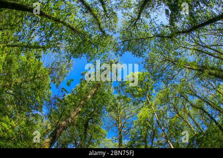 An ancient woodland tree canopy in the UK through a fish-eye lens in the spring sunshine with fresh green leaves against a blue sky Stock Photo