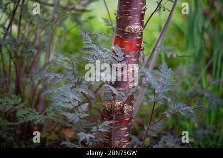 Prunus serrula - tibetan cherry tree - bark with purple foliage of Anthriscus 'Ravenswing' Stock Photo