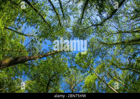 An ancient woodland tree canopy in the UK through a fish-eye lens in the spring sunshine with fresh green leaves against a blue sky Stock Photo
