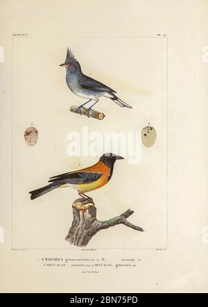 hand coloured sketch Top: grey-crested finch (Lophospingus griseocristatus [Here as Emberiza griseo-cristat]) Bottom: black-hooded sierra finch (Phrygilus atriceps [Here as Emberiza atriceps]) From the book 'Voyage dans l'Amérique Méridionale' [Journey to South America: (Brazil, the eastern republic of Uruguay, the Argentine Republic, Patagonia, the republic of Chile, the republic of Bolivia, the republic of Peru), executed during the years 1826 - 1833] 4th volume Part 3 By: Orbigny, Alcide Dessalines d', d'Orbigny, 1802-1857; Montagne, Jean François Camille, 1784-1866; Martius, Karl Friedric Stock Photo