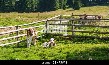 grazing cows on the mountain meadows of the Vezzena pass Trento province, Trentino Alto-Adige, Italy, Europe. Stock Photo