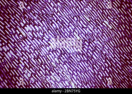 onion cells under microscope Stock Photo - Alamy