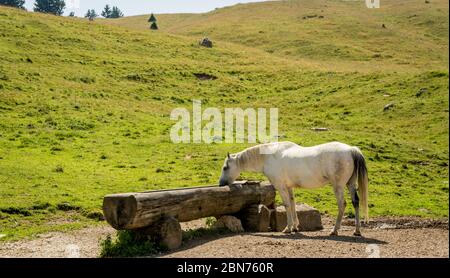 White horse  on the mountain meadows of the Vezzena pass Trento province, Trentino Alto-Adige, Italy, Europe. Stock Photo