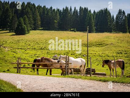 horses  on the mountain meadows of the Vezzena pass Trento province, Trentino Alto-Adige, Italy, Europe. Stock Photo