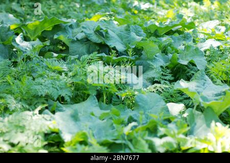 glade with big green leaves of burdock growing on it Stock Photo