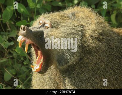 Large aggressive male Olive Baboon (Papio anubis), growling with open mouth Photographed at Serengeti National Park, Tanzania Stock Photo