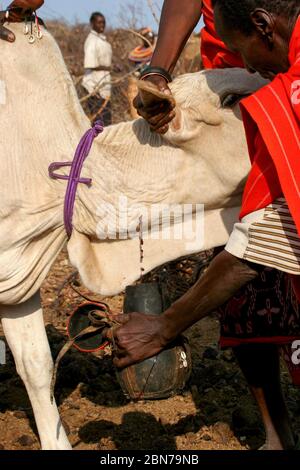 Samburu Maasai men bleed a cow to produce the Blood Milk they drink. Samburu Maasai an ethnic group of semi-nomadic people Photographed in Samburu, Ke Stock Photo