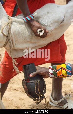 Samburu Maasai men bleed a cow to produce the Blood Milk they drink. Samburu Maasai an ethnic group of semi-nomadic people Photographed in Samburu, Ke Stock Photo