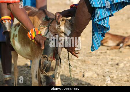 Samburu Maasai men bleed a cow to produce the Blood Milk they drink. Samburu Maasai an ethnic group of semi-nomadic people Photographed in Samburu, Ke Stock Photo