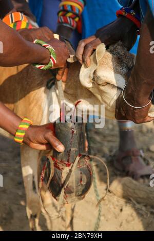 Samburu Maasai men bleed a cow to produce the Blood Milk they drink. Samburu Maasai an ethnic group of semi-nomadic people Photographed in Samburu, Ke Stock Photo