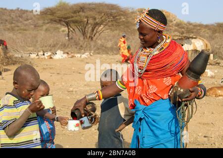 Samburu Maasai men bleed a cow to produce the Blood Milk they drink. Samburu Maasai an ethnic group of semi-nomadic people Photographed in Samburu, Ke Stock Photo