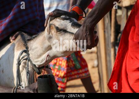 Samburu Maasai men bleed a cow to produce the Blood Milk they drink. Samburu Maasai an ethnic group of semi-nomadic people Photographed in Samburu, Ke Stock Photo