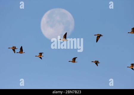 PINK-FOOTED GEESE, Scotland, UK. Stock Photo