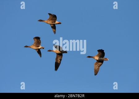 PINK-FOOTED GEESE, Scotland, UK. Stock Photo