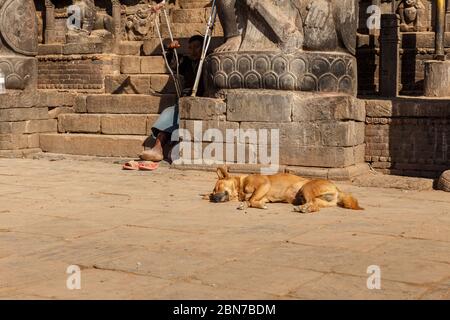 Bhaktapur, Nepal - November 15, 2016: A red dog sleeps near the entrance to the Hindu Dattatraya Temple. A man with crutches sits on the steps of the Stock Photo