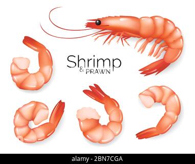 Realistic shrimp set isolated on white background, prawns fresh sea food appetizer, vector illustration. Stock Vector