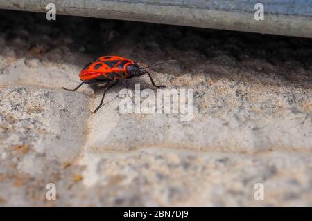 Red beetle soldier on the concrete floor. The insect basks in the sun. Soldier Bedbug Spilostetus pandur red beetle 13 15 mm. Stock Photo