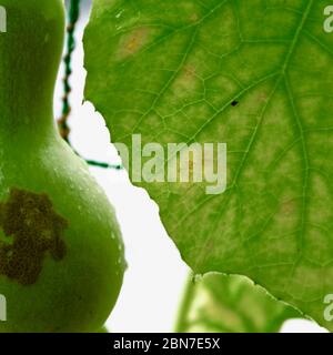 Bottle gourd and leaf underside growing on an overhead vine. Stock Photo