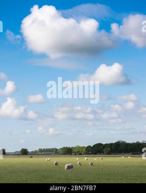 sheep in grassy meadow under blue sky with large white clouds Stock Photo