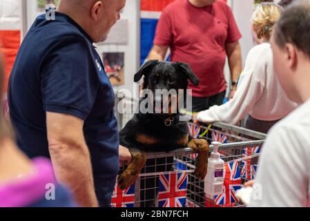 Gun Dog Day at Crufts from the NEC Birmingham Stock Photo