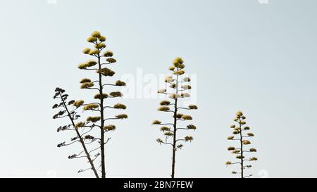 Trees in Naxos island, Greece Stock Photo