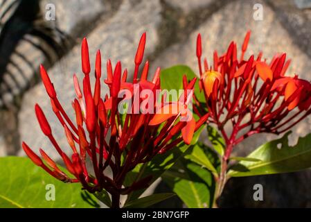 Flower, Ixora coccinea, common flowering shrub native to southern India, Bangladesh and Sri Lanka, still in bloom, Areal, Rio de Janeiro, Brazil Stock Photo