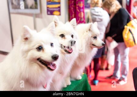 Japanese Spitz dogs at Crufts 2020