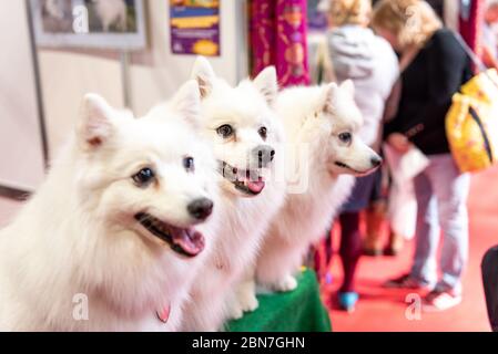 Japanese Spitz dogs at Crufts 2020 Stock Photo