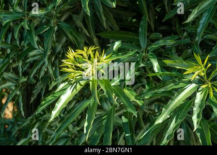 New leaves growing on the large mango tree, Rio de Janeiro, Brazil Stock Photo