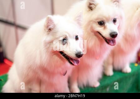 Japanese Spitz dogs at Crufts 2020