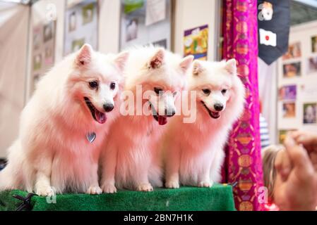 Japanese Spitz dogs at Crufts 2020
