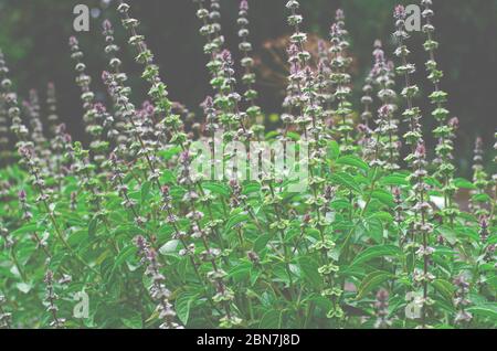 Holy basil plant grown in front of a house in Kerala, India Stock Photo ...