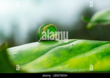 Close up image of green caterpillar Stock Photo