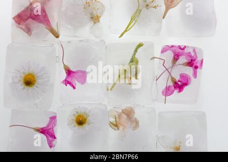 a photograph of wild spring flowers frozen in transparent melting ice cubes of water, studio macro shot, detail Stock Photo