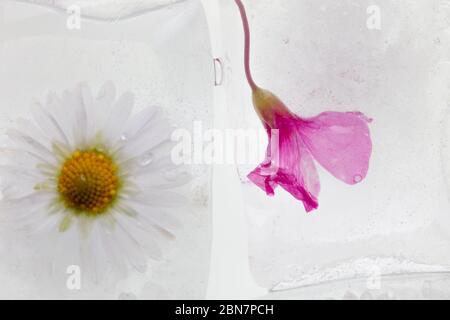 a photograph of wild spring flowers frozen in transparent melting ice cubes of water, studio macro shot, detail Stock Photo