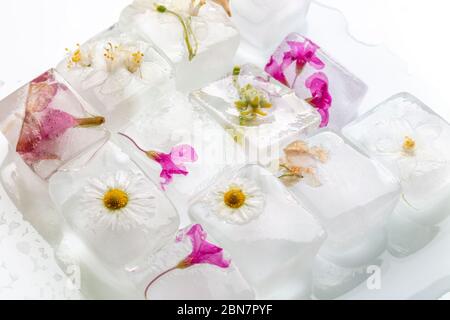 a photograph of wild spring flowers frozen in transparent melting ice cubes of water, studio macro shot Stock Photo