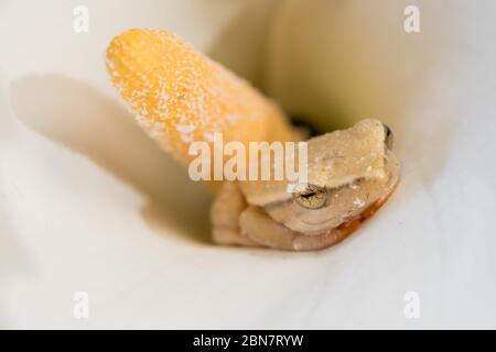 The habitat of Rondevlei Nature Reserve is home to many species of rare plants and animals including arum lily frog, Hyperolius horstockii in a lily Stock Photo