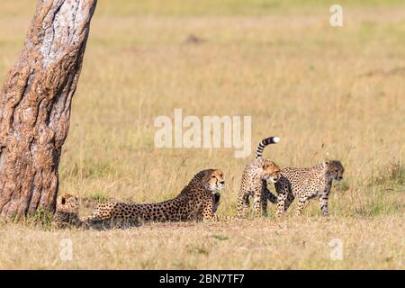Cheetah lying in the shade under a tree with playful cubs